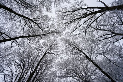 Free A mesmerizing view of a frosty tree canopy reaching into the winter sky, capturing nature's beauty. Stock Photo