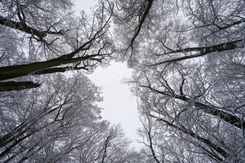 Free Captivating view of snow-covered trees from below on a winter day. Stock Photo