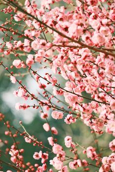 Beautiful cherry blossoms in full bloom, captured during a serene spring day outdoors.