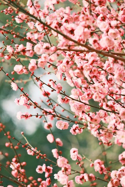 Beautiful cherry blossoms in full bloom, captured during a serene spring day outdoors.