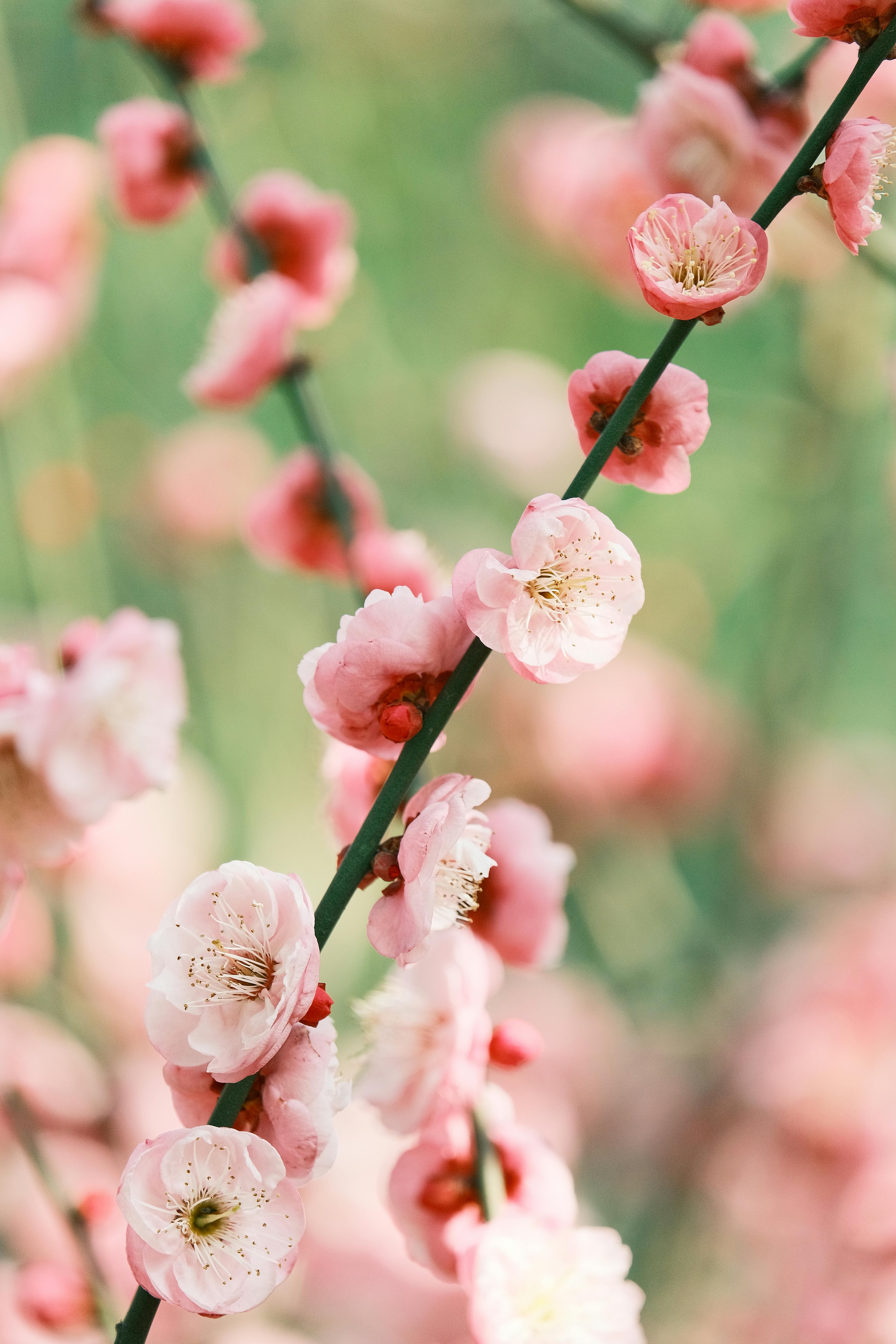 Beautiful pink cherry blossoms in full bloom on a vibrant branch.