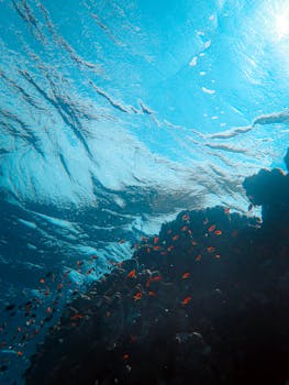 色彩缤纷的鱼绕着珊瑚礁，在明亮的蓝色海水中游动，构成一幅迷人的景色