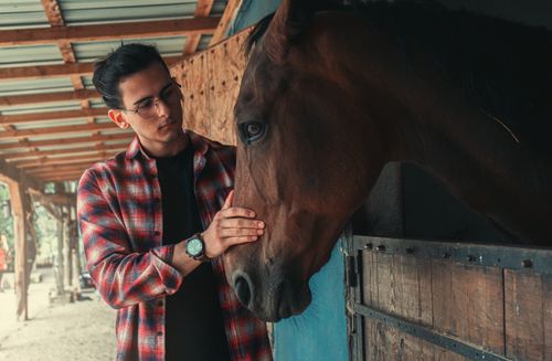 Free A man cares for a horse in an Istanbul stable, showcasing animal-human connection. Stock Photo