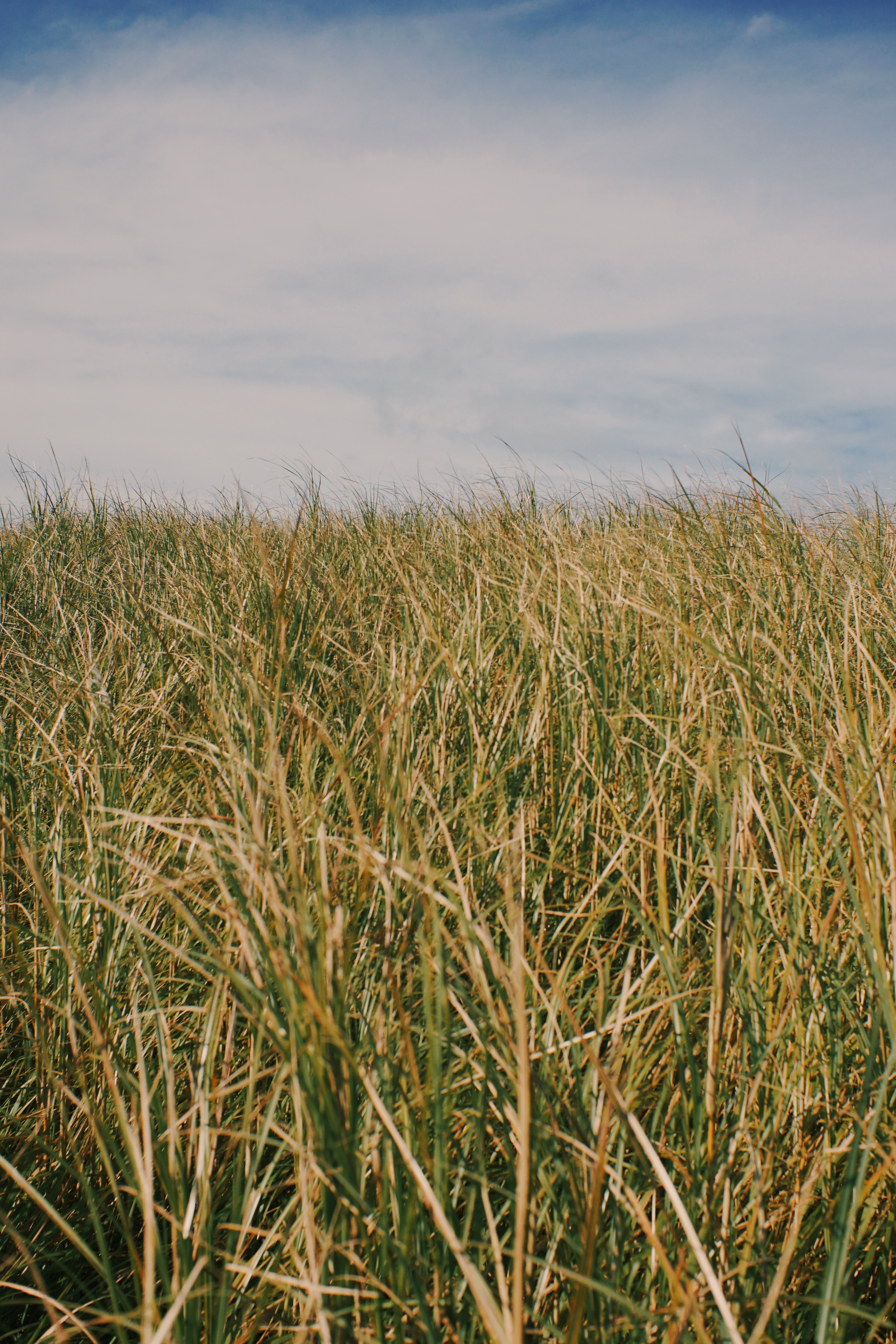 Lush Green Grass Field Under Blue Sky · Free Stock Photo
