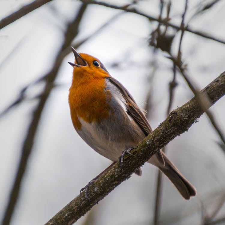 Bird Perched On Tree Branch