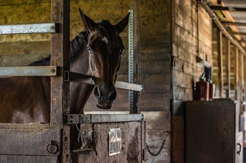 Cheval Brun à L'intérieur De La Cage