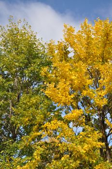 Bright autumn foliage showcasing yellow and green leaves under a clear blue sky.