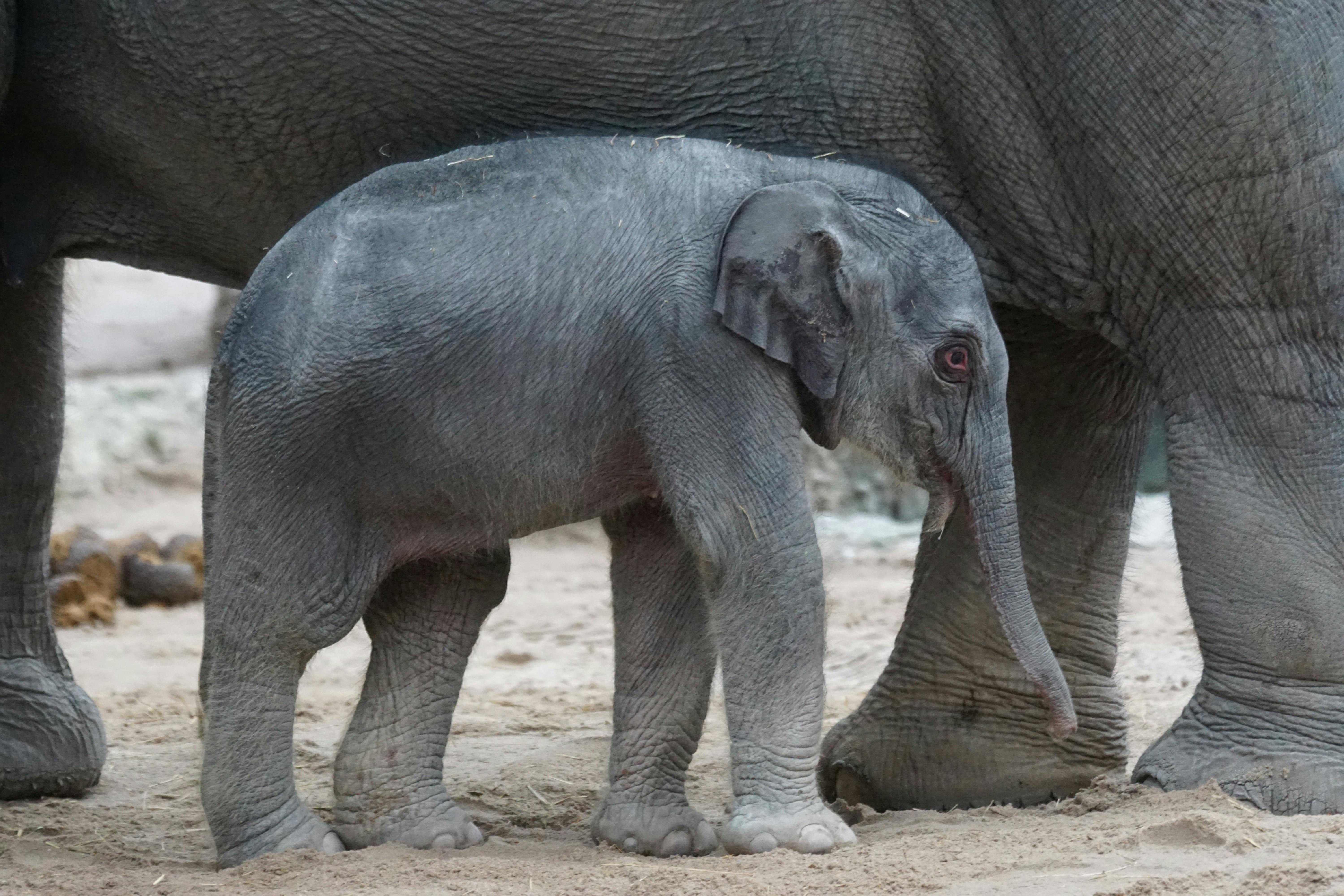 Free stock photo of Asian elephant, calf, elephas maximus