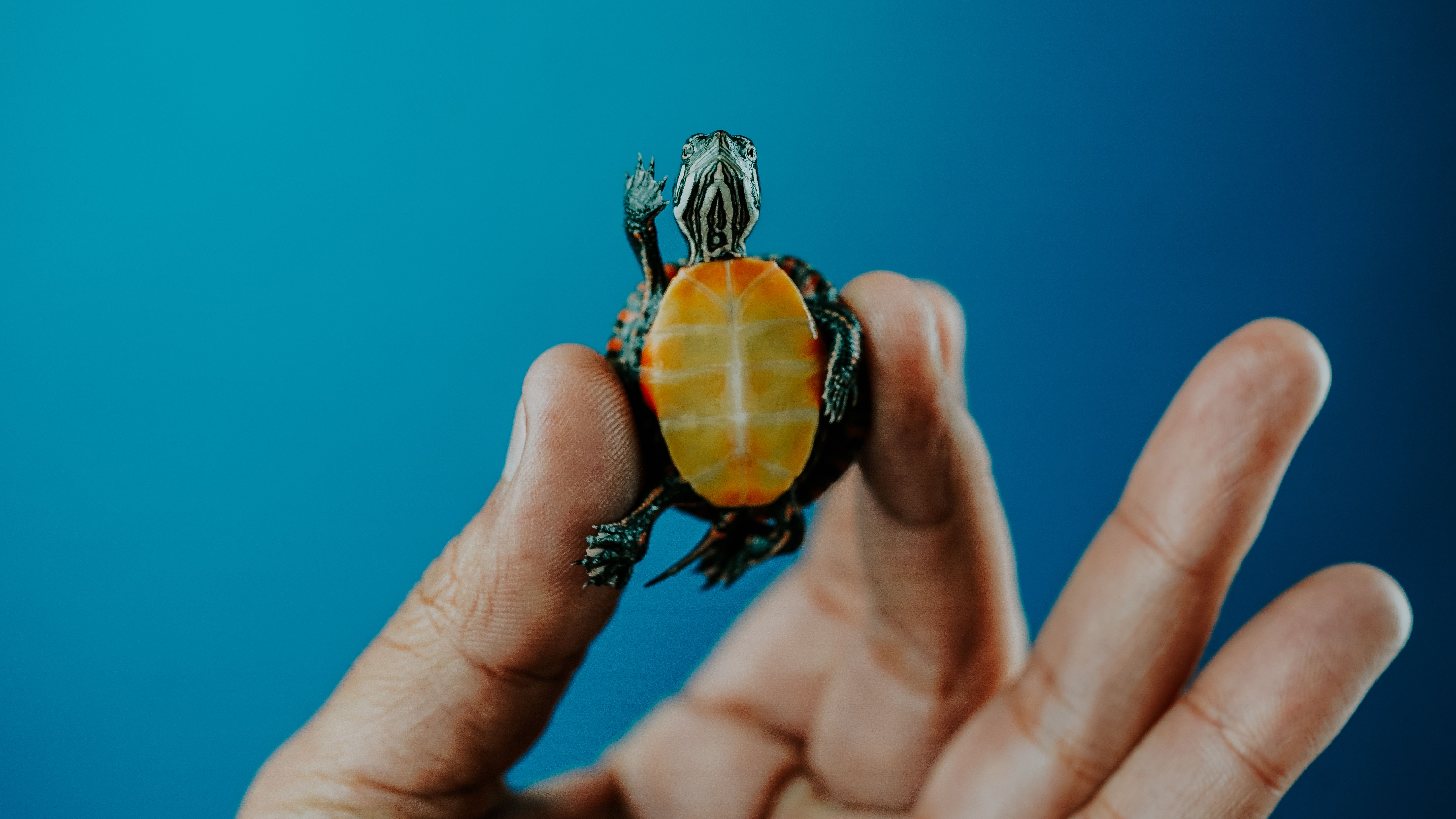 Close-Up of a Painted Turtle Held by Hand · Free Stock Photo