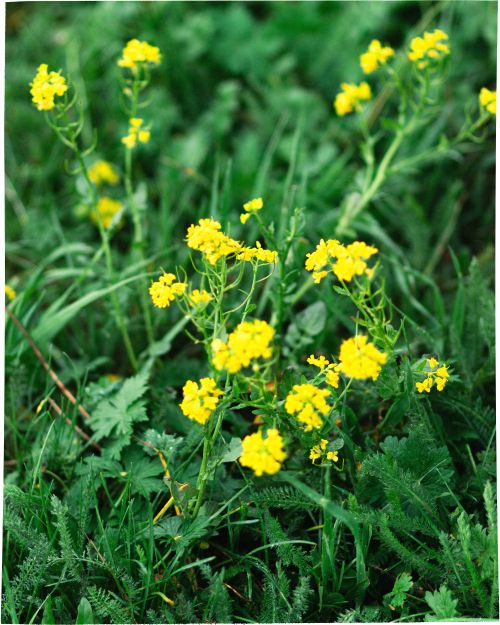 Free Vibrant yellow wildflowers in a lush green field in Kyrgyzstan, capturing the essence of spring. Stock Photo