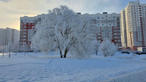 Free Serene winter landscape featuring frosted trees and urban apartment buildings at sunrise. Stock Photo