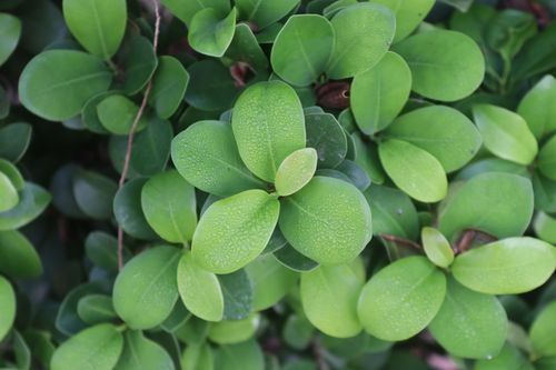 Free Close-up of lush green leaves with dew droplets creating a fresh and vibrant look. Stock Photo