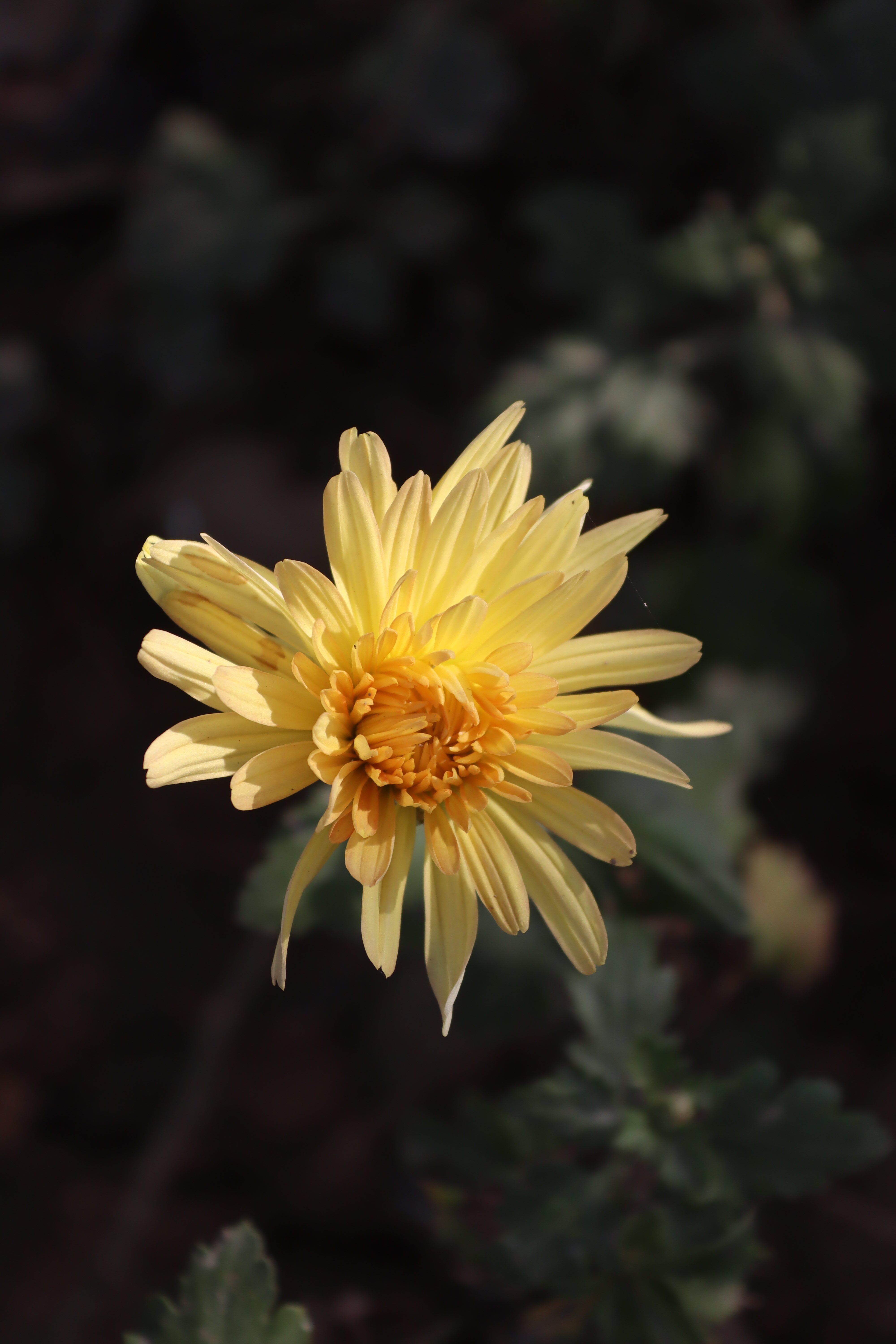 Beautiful yellow chrysanthemum flower in full bloom during springtime with blurred natural background.