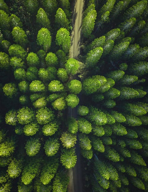 Fotobanka s bezplatnými fotkami na tému 4k tapety, Adobe Photoshop, borovice