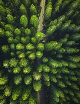 Breathtaking drone shot of a vibrant green forest with a winding path.