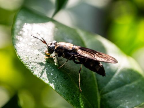 Free Close-up image of a fly resting on a bright green leaf in nature. Stock Photo