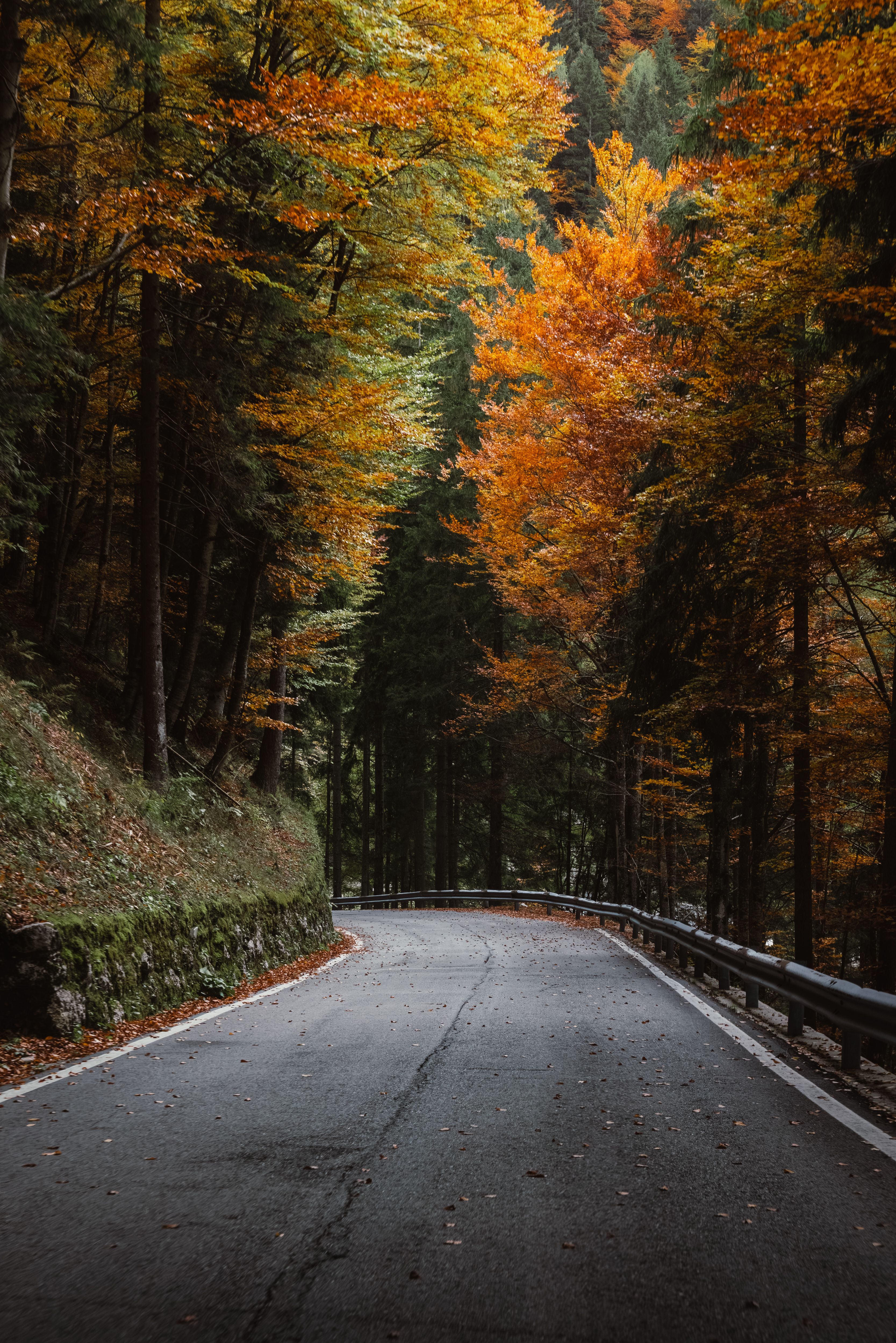Scenic Autumn Road through Vibrant Forest · Free Stock Photo