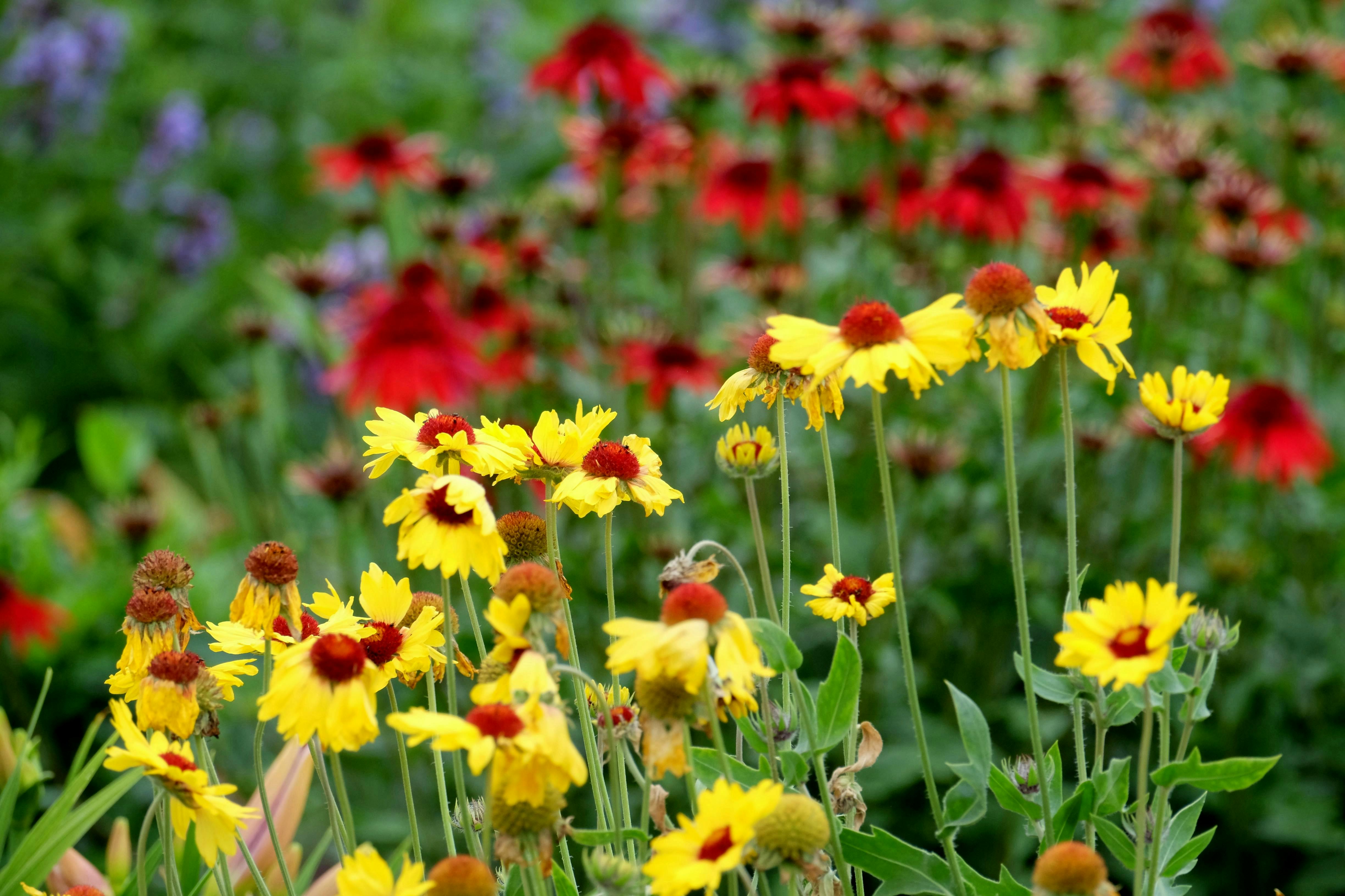 [ColoSach]-bright-yellow-and-red-wildflowers-in-full-bloom,-capturing-a-vivid-summer-garden-scene.