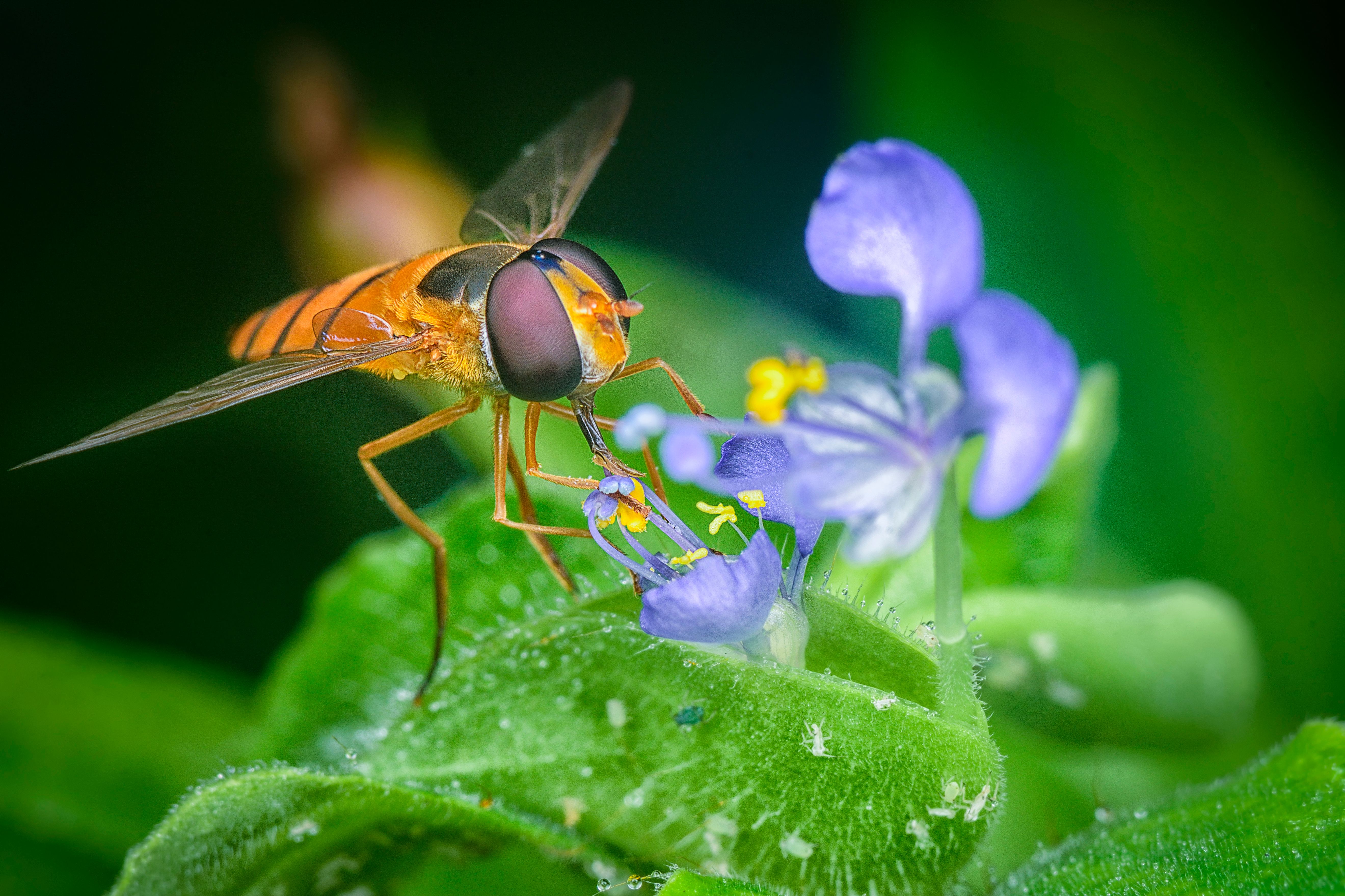 Close-up of Hoverfly on Purple Wildflower · Free Stock Photo