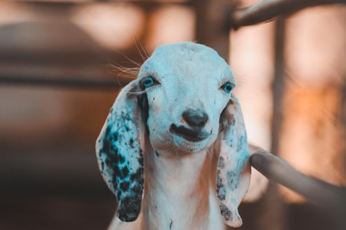Free Charming goat portrait emphasizing its unique floppy ears and curious expression. Stock Photo