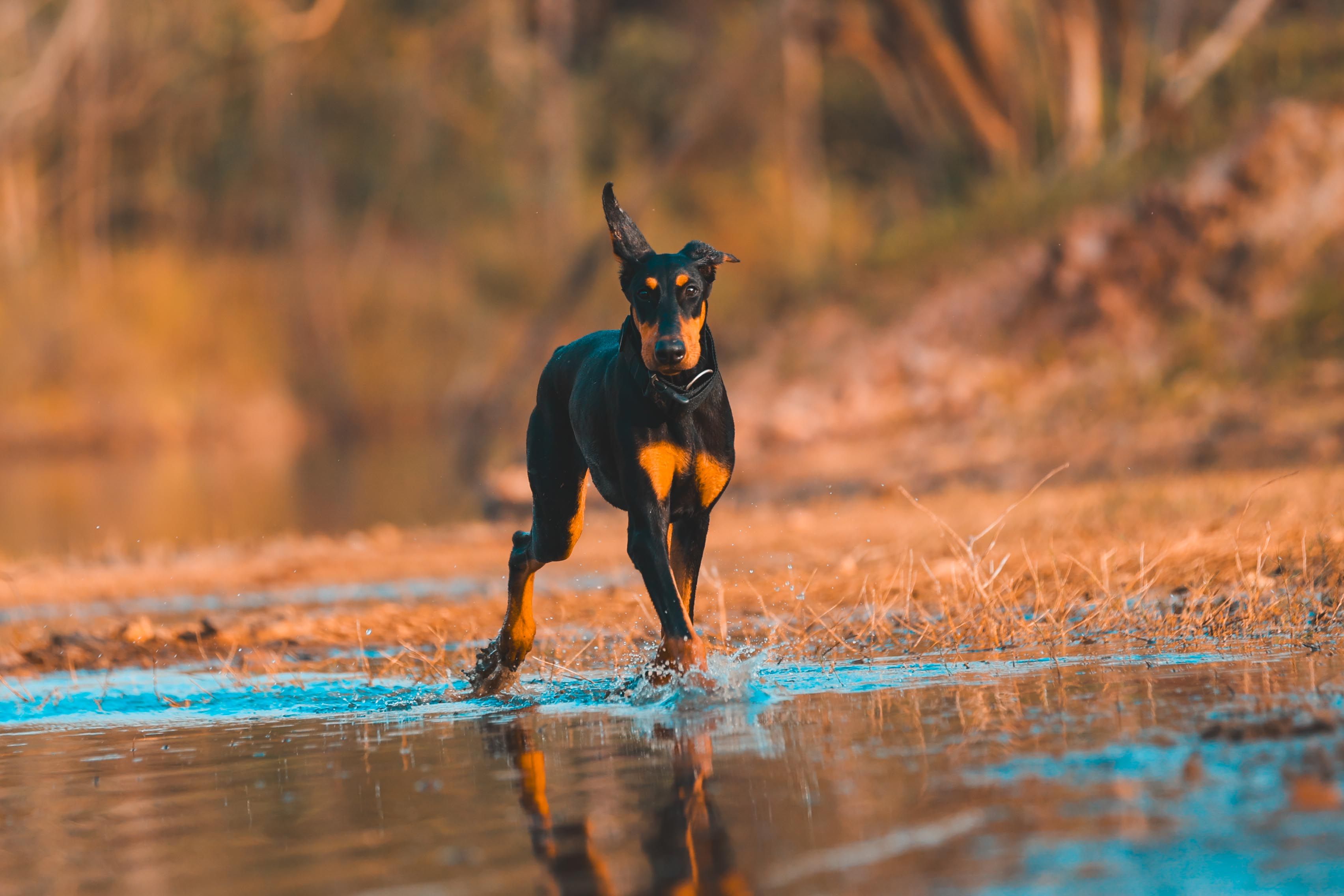 A Doberman running through shallow water in an autumn landscape.