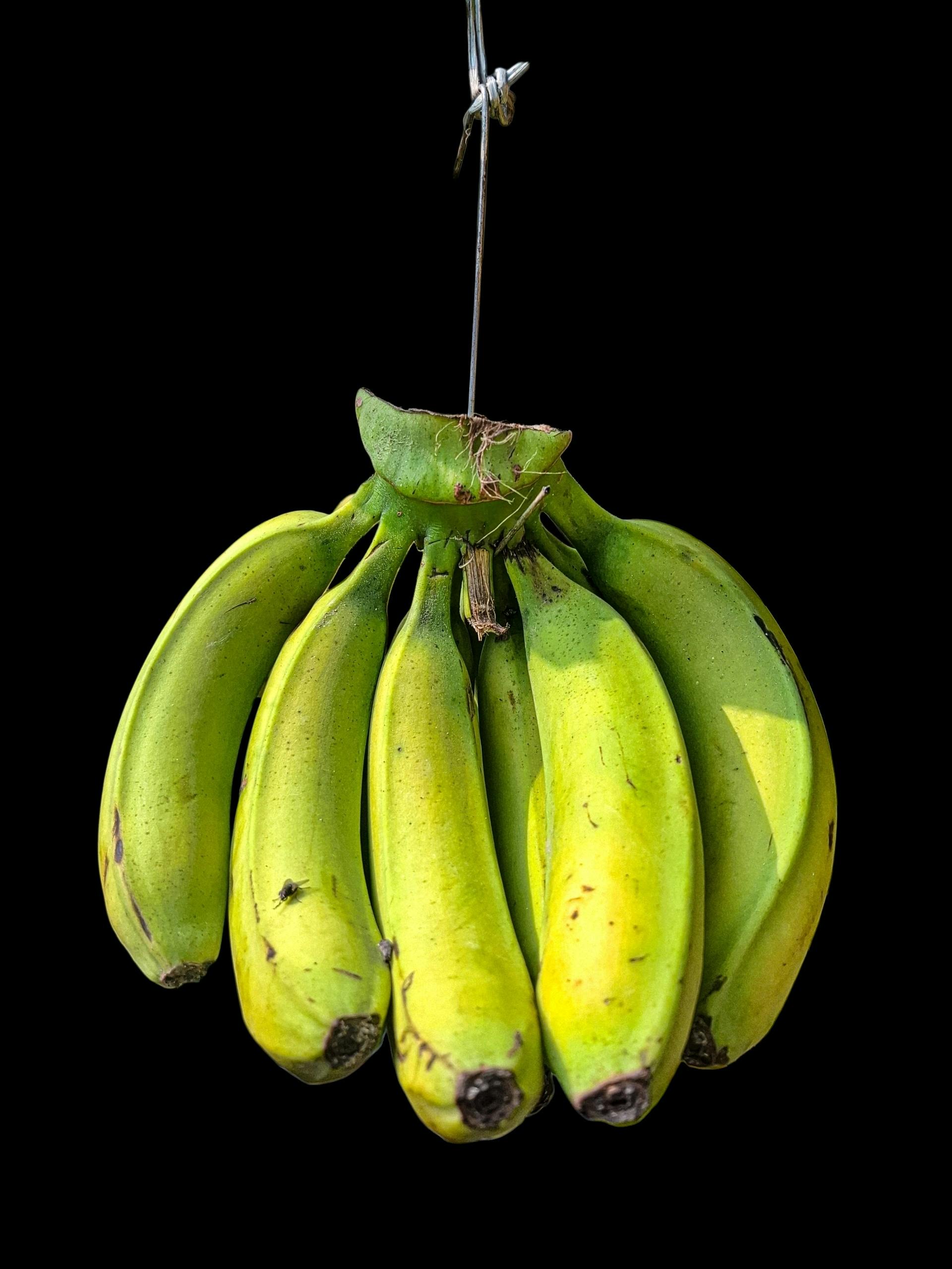 Banana Saging - Urban Goes Green Plant Guide