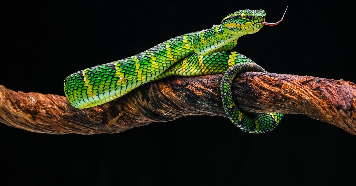 Los 12 animales más peligrosos que habitan las selvas panameñas Los 12 animales más peligrosos que habitan las selvas panameñas