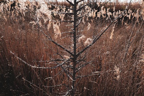 Základová fotografie zdarma na téma padání, podzimní barvy, rostlina