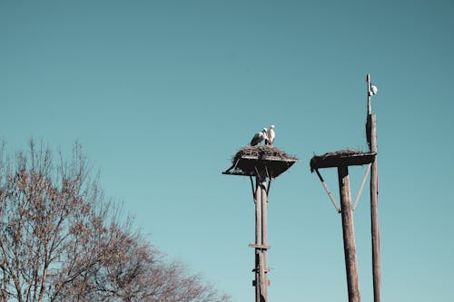 Základová fotografie zdarma na téma čáp, čápů, láska