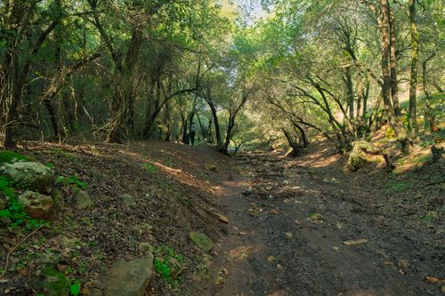 Free Explore the tranquil forest path in Zoubia, Jordan, framed by lush green trees and natural beauty. Stock Photo