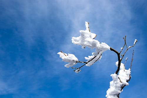 Photos gratuites de arbres, fleurs de neige, hiver