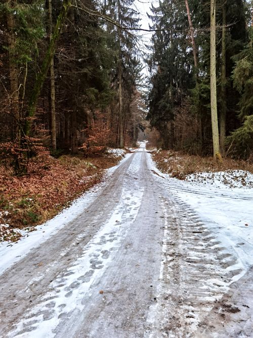 Free A serene snow-covered forest path in winter, surrounded by tall pine trees in Bayern, Germany. Stock Photo