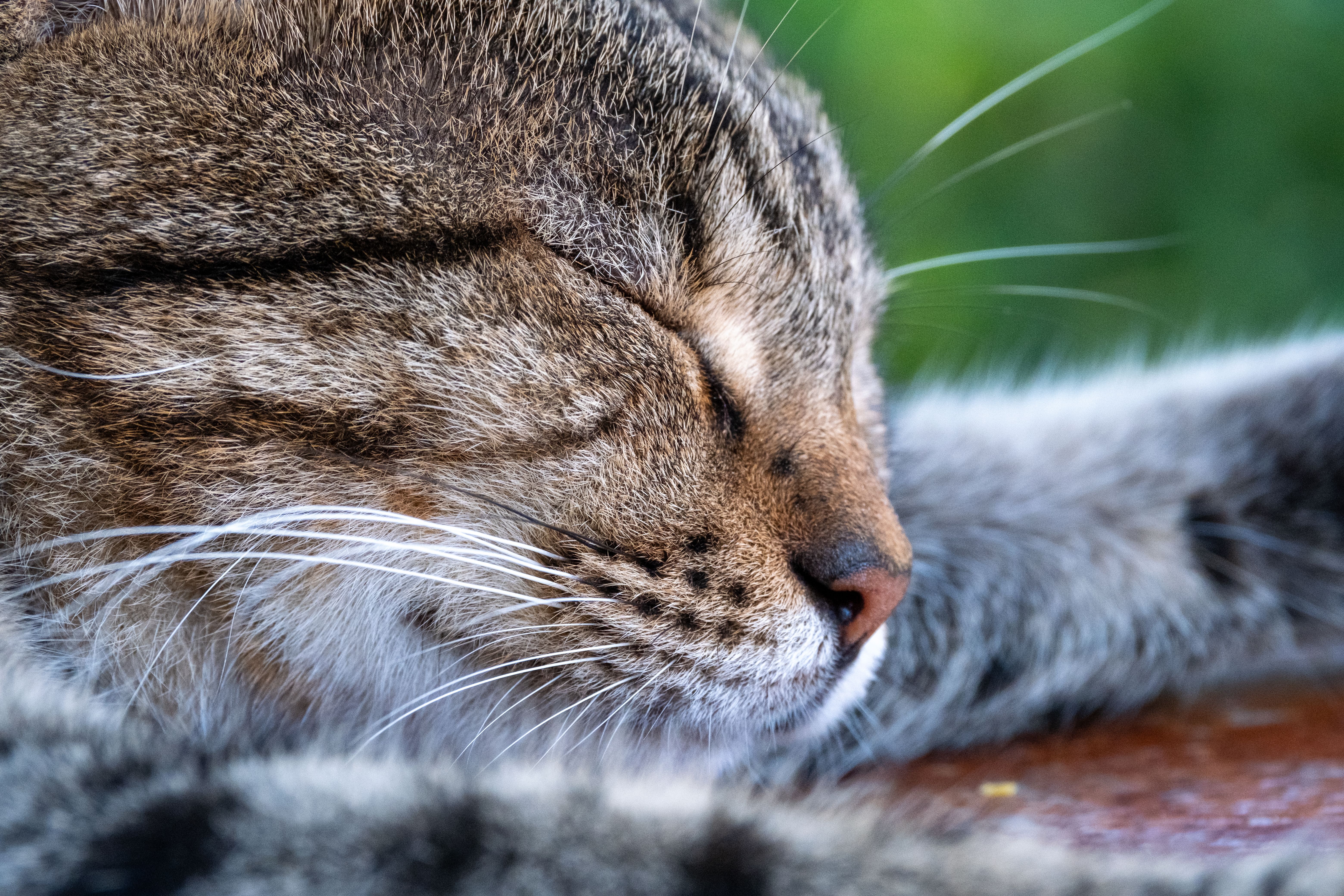 Close-Up of a Sleeping Tabby Cat Outdoors · Free Stock Photo