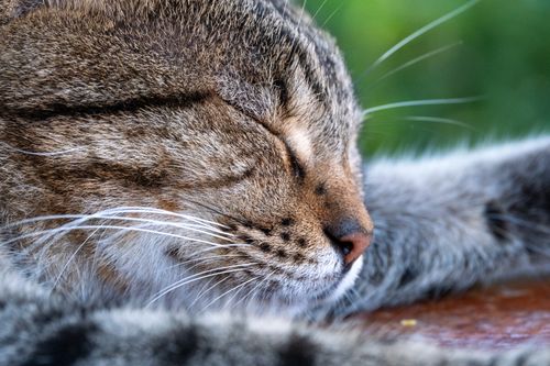 Free Peaceful close-up of a tabby cat sleeping outdoors, highlighting its serene expression and fur details. Stock Photo
