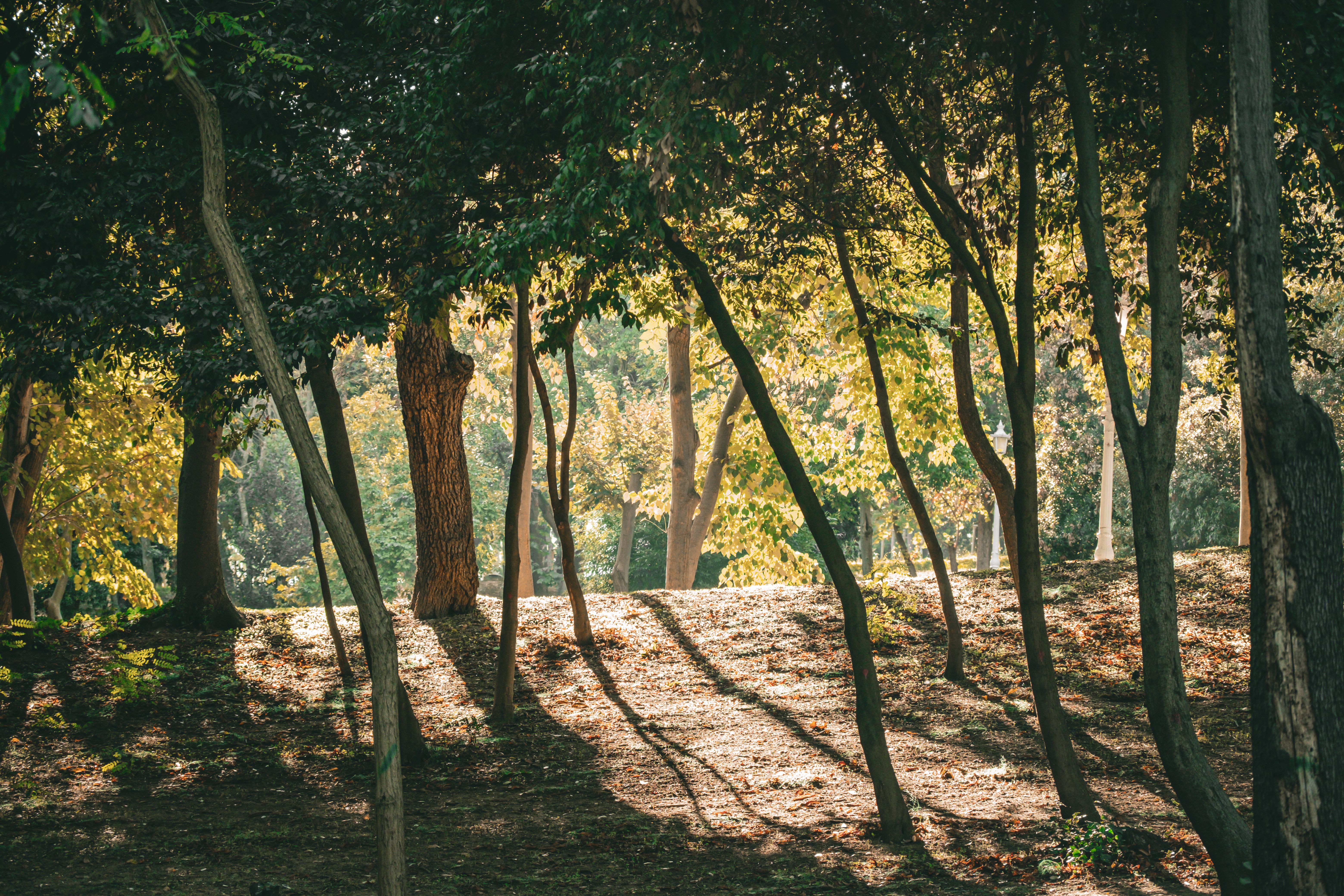 Beautiful sunlight filters through trees in a serene İstanbul park.