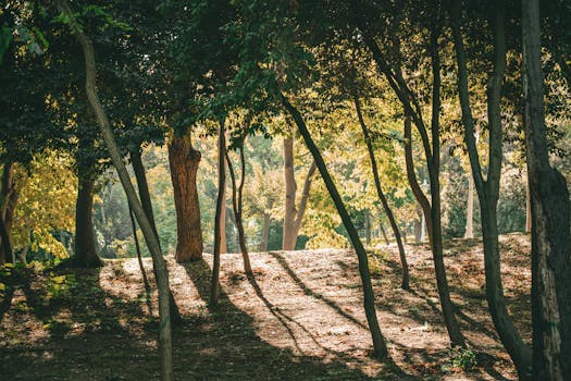 Beautiful sunlight filters through trees in a serene İstanbul park.