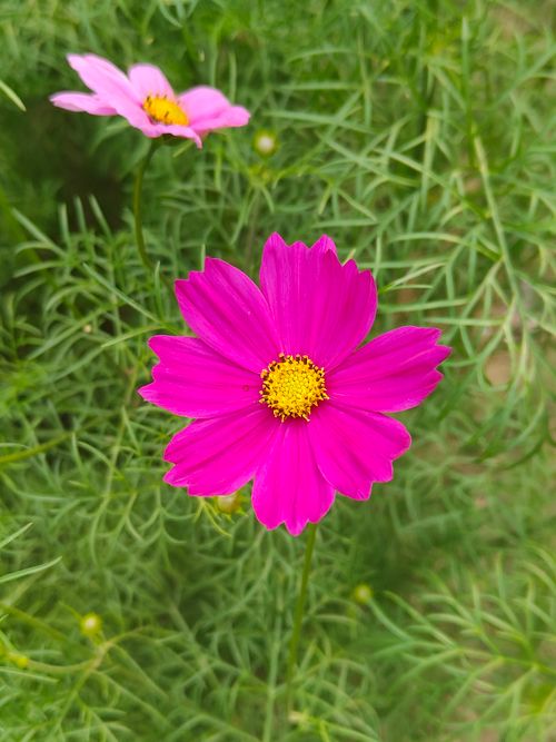 Free Bright pink cosmos flower with a vivid yellow center among green foliage, captured outdoors. Stock Photo