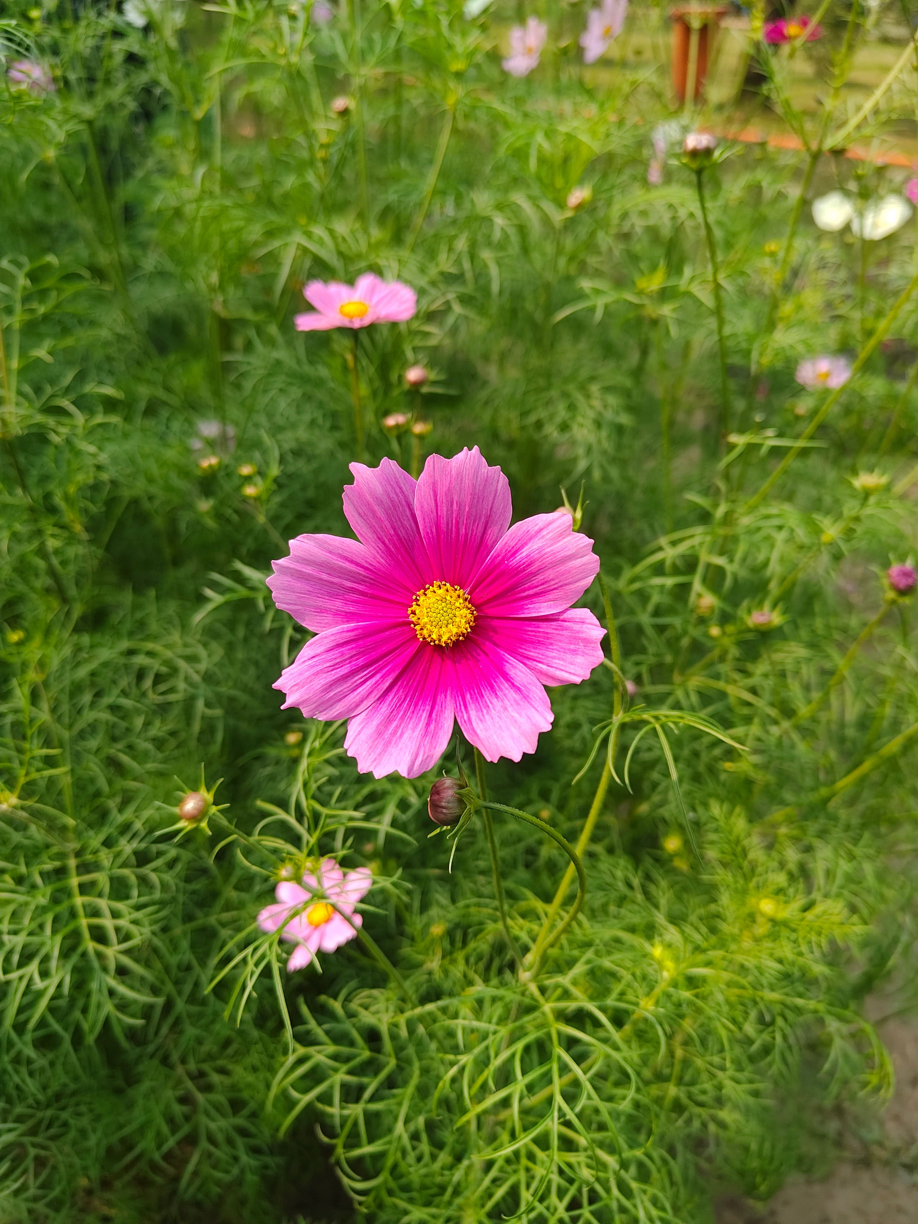 코스모스