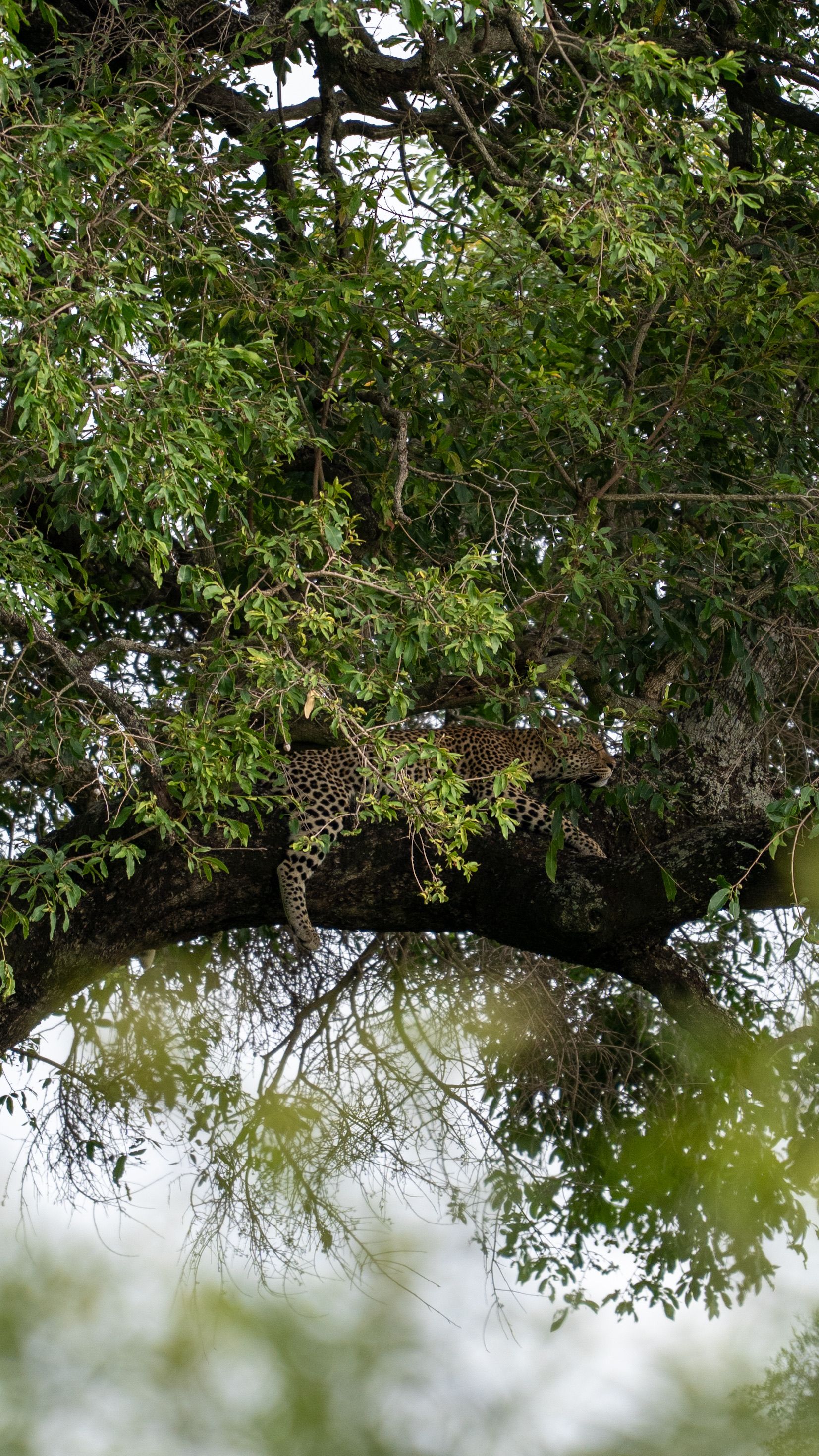 Leopard Resting in Tree in South Africa Wilderness · Free Stock Photo