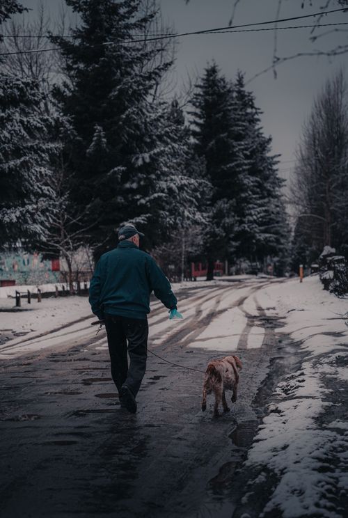 Free A man walking his dog on a snowy, tree-lined street during winter, creating a serene cold-weather scene. Stock Photo