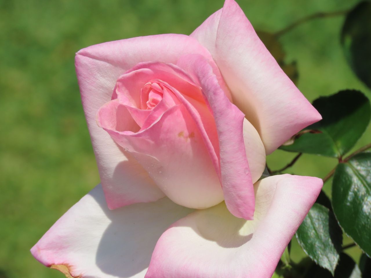 a vibrant pink rose blooming outdoors in a sydney garden perfect for f