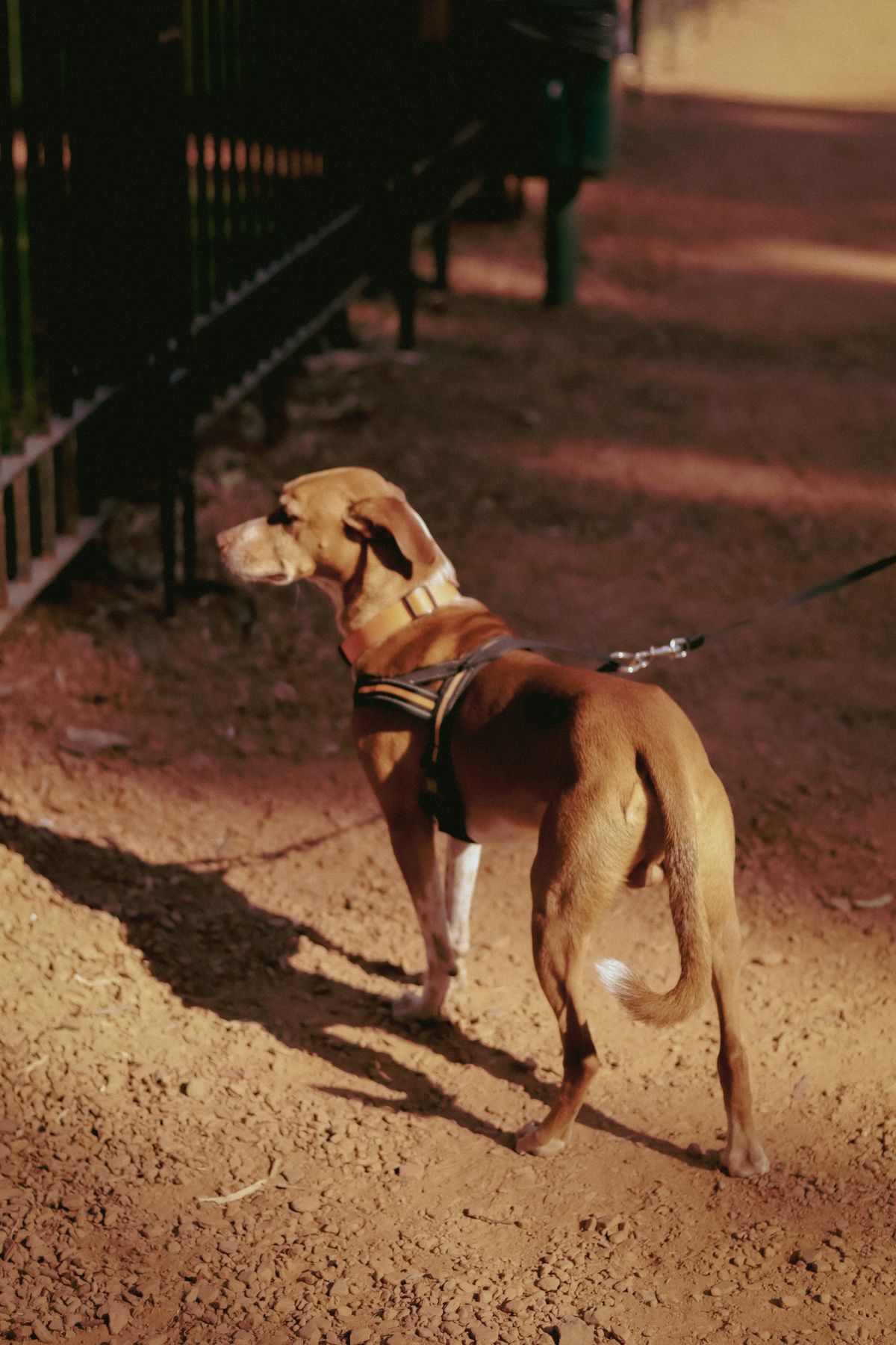 Köpeklerde Leishmania 2026: Türkiye Risk Bölgeleri, Belirtiler ve Korunma