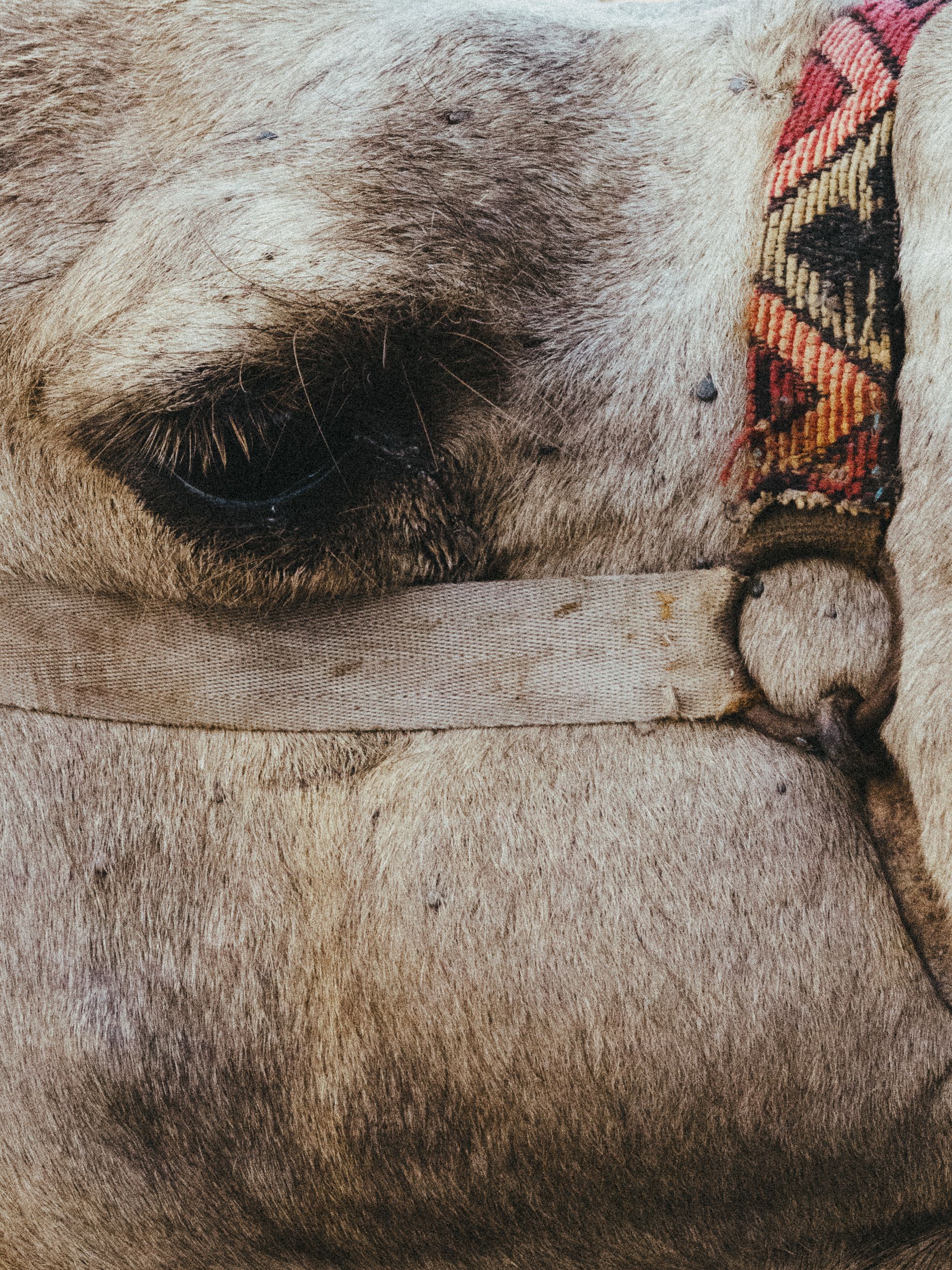 Detailed view of a camel's eye with traditional decoration in Agadir, Morocco.