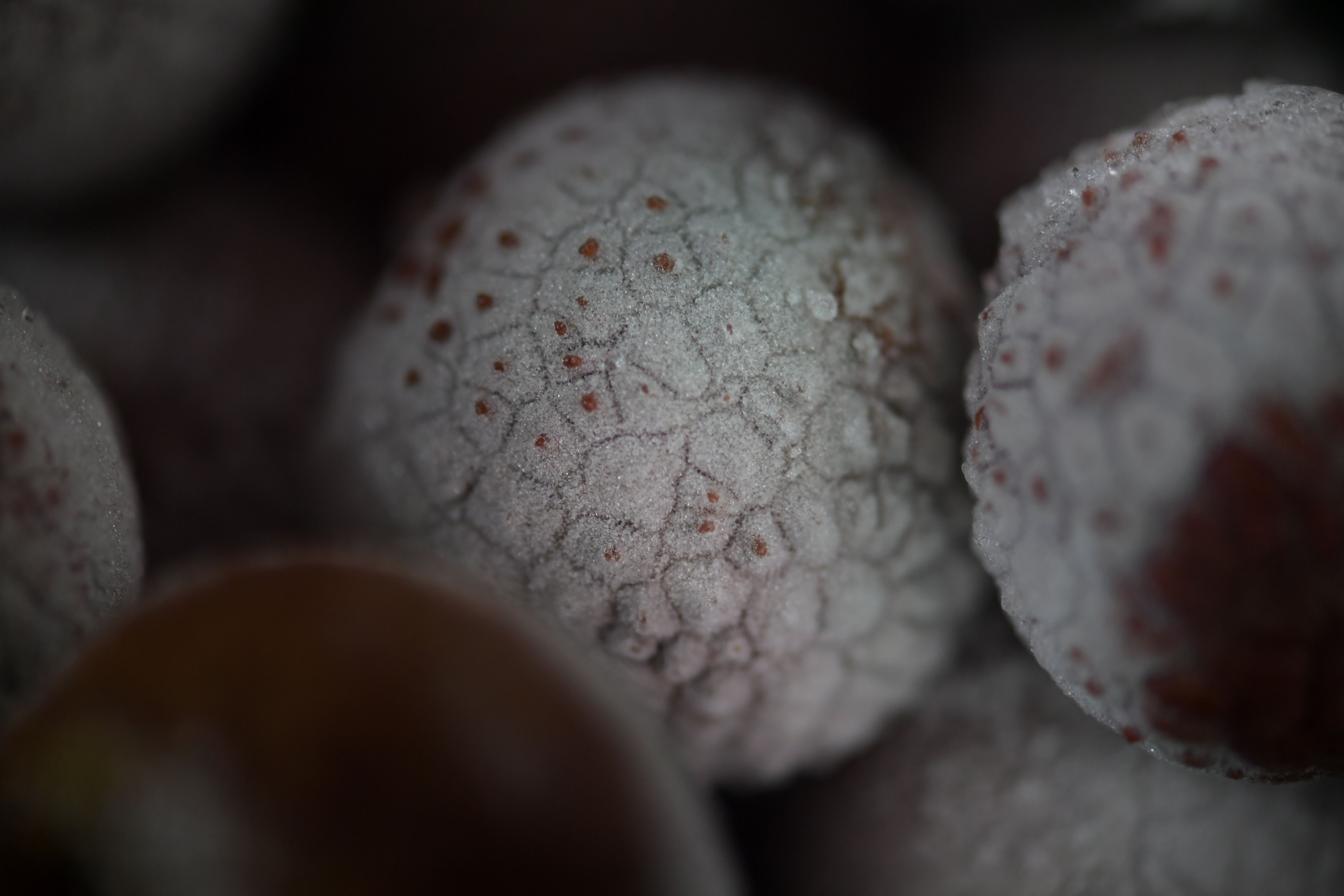 冷凍ライチ、パック、氷、果物