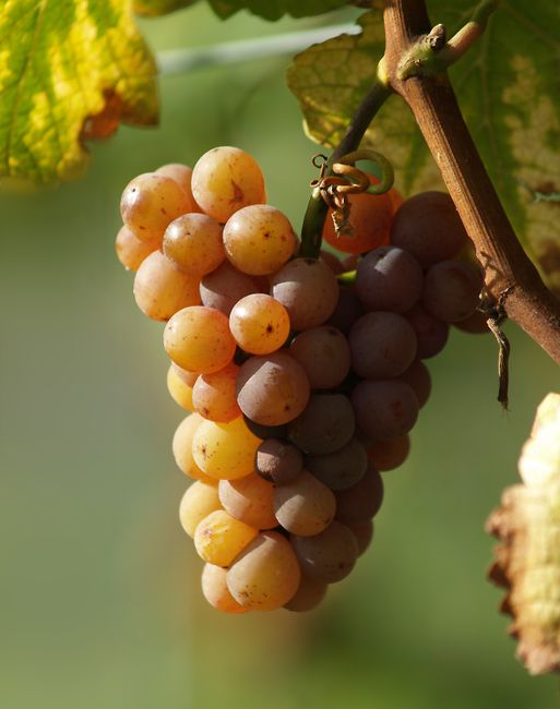 Close-up of ripe grapes on the vine, perfect for wine production.