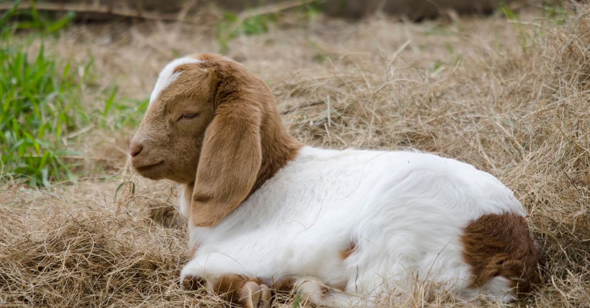 Rabies Alert: Baby Goats at Petting Zoo Test Positive in NC
