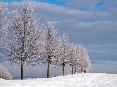 A row of snow-covered trees on a frosty winter day under a clear blue sky.