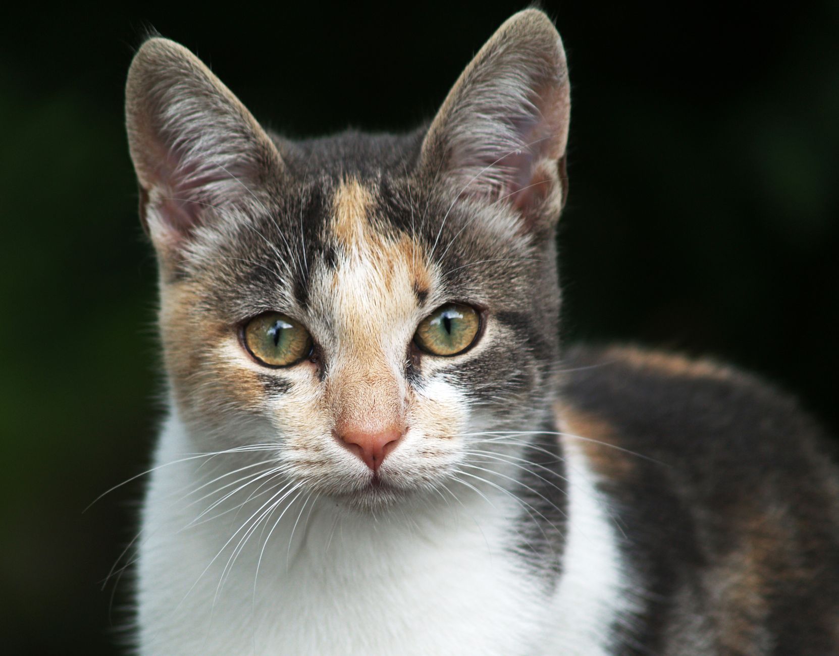 Portrait of a cat at a veterinary clinic