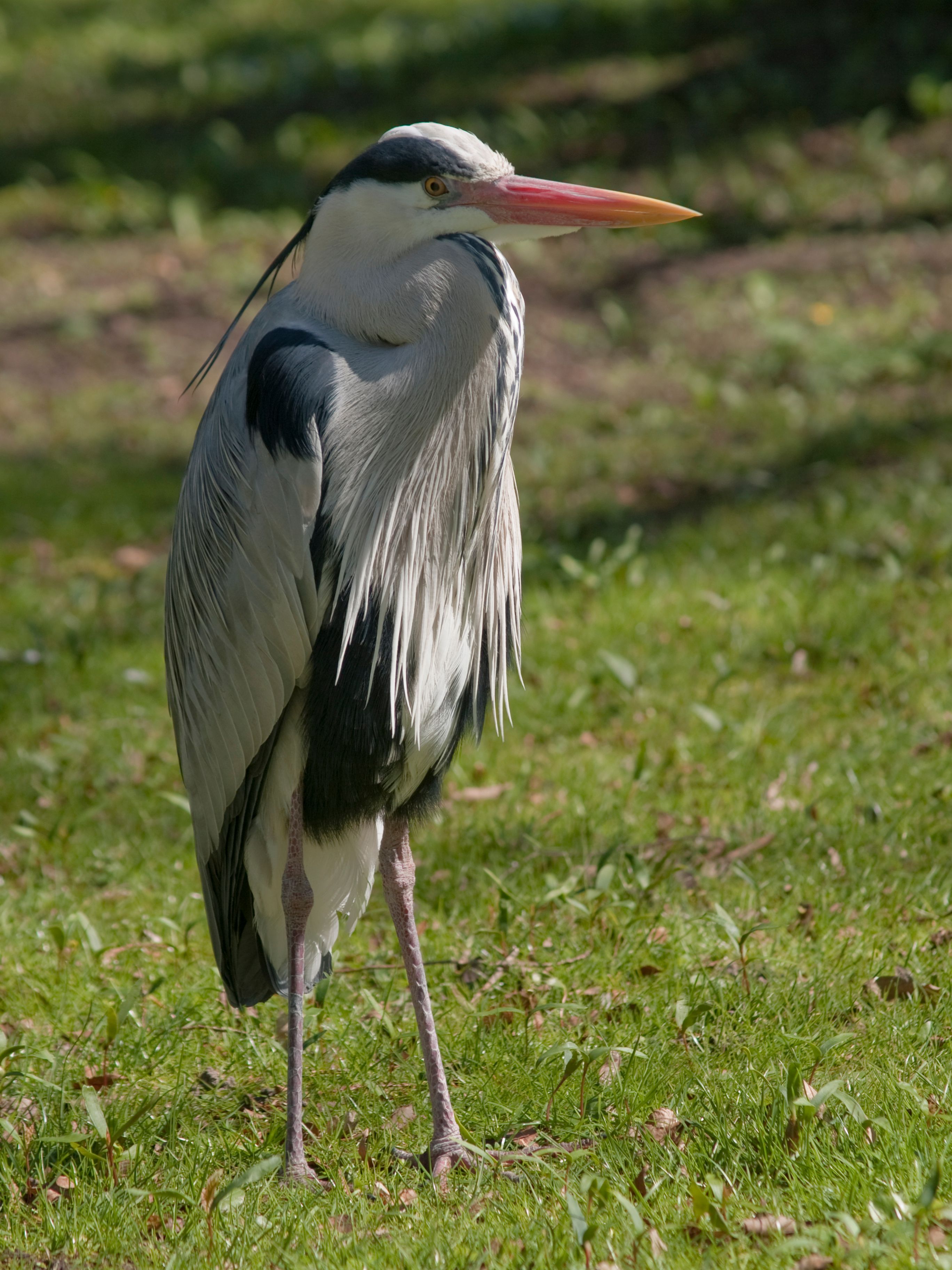 A grey heron stands elegantly in a sunny grassy area showcasing its stunning plumage.