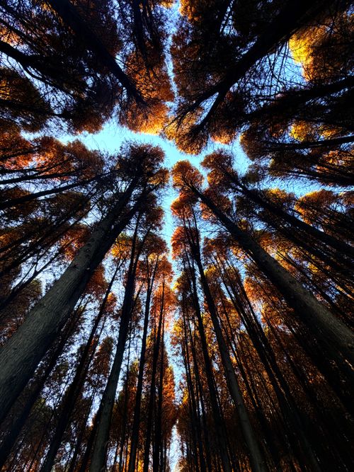 Free Stunning upward view of a dense autumn forest with vibrant foliage. Stock Photo
